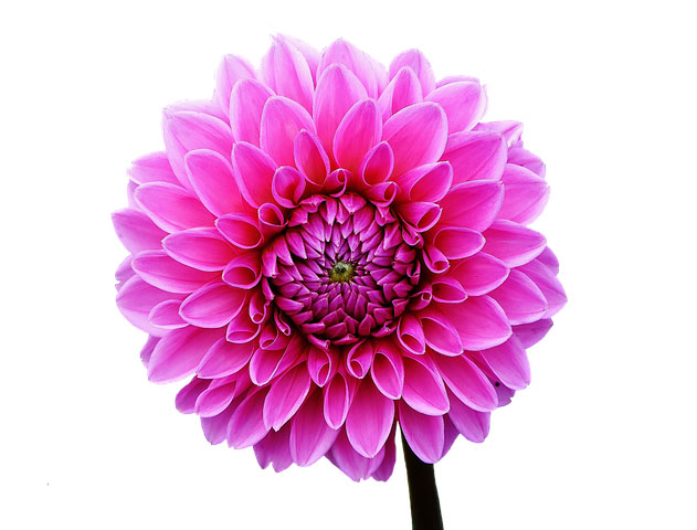 عکس گل کوکب کریستالی برای پروفایل