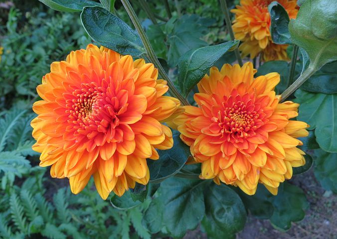 عکس گل کوکب زرد و نارنجی خوشگل