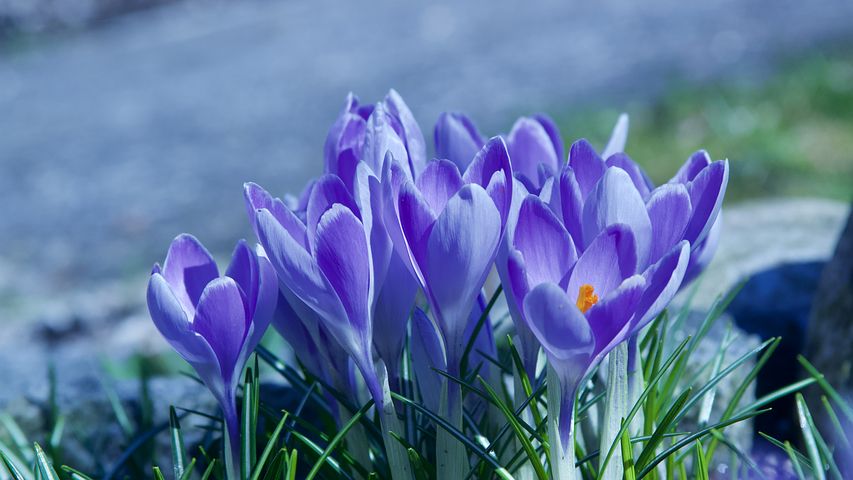 عکس گل زعفران بنفش