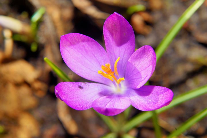 عکس گل زعفران وحشی