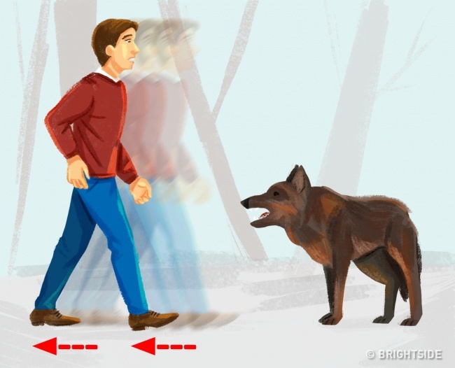 حمله سگ وحشی یا گرگ به انسان