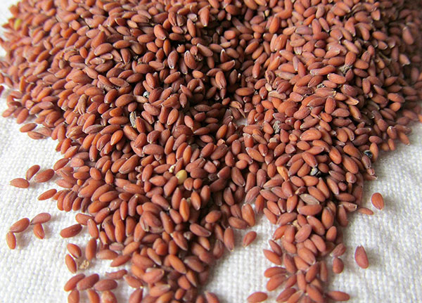 بذرهای شاهی ریز و به رنگ قرمز قهوه ای هستند
