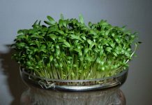 آموزش کاشت سبزی شاهی در گلدان و باغچه