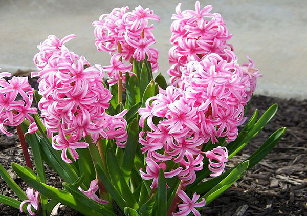 عکس گل سنبل هفت سین عید نوروز