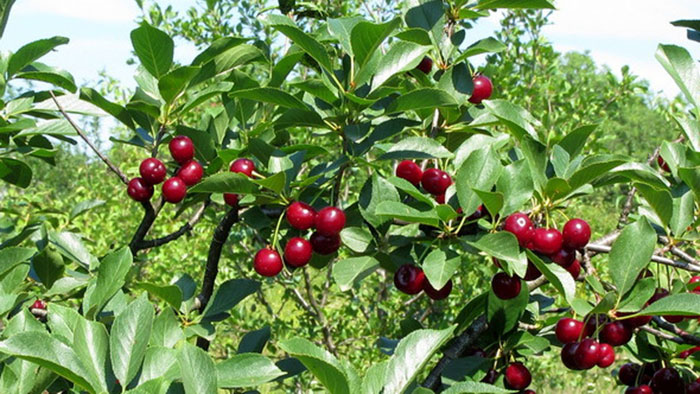 عکس درخت و میوه آلبالو