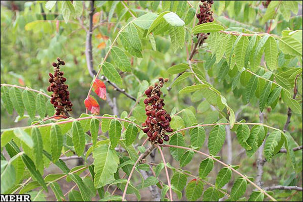 sumac plant tree