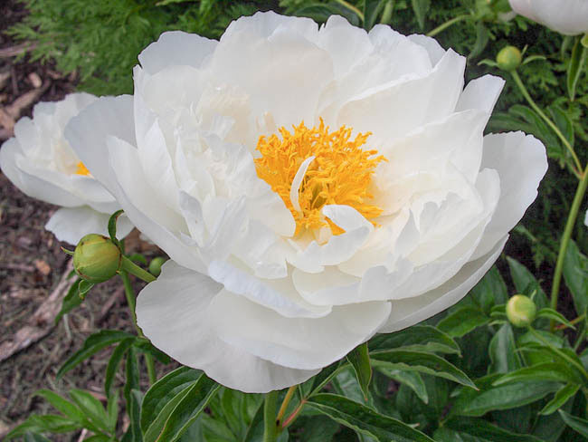 عکس گل صد تومانی چینی سفید