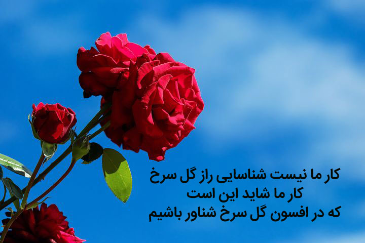 عکس نوشته شعر کار ما نیست شناسایی راز گل سرخ از سهراب سپهری