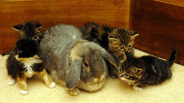 سامر خرگوش و بچه گربه ها