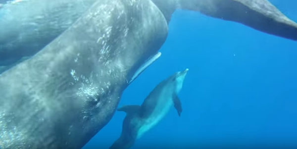 نهنگ های عنبر و دلفین