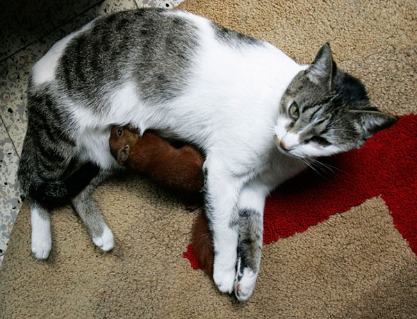 تیتا گربه و بچه سنجاب