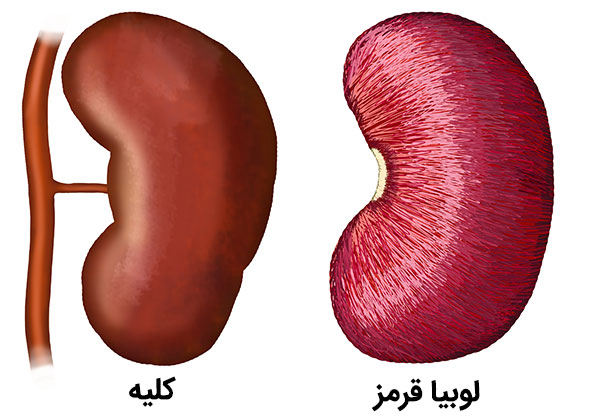 شباهت ظاهری لوبیا قرمز و کلیه انسان , Kidney bean