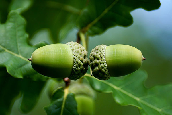 عکس میوه درخت بلوط