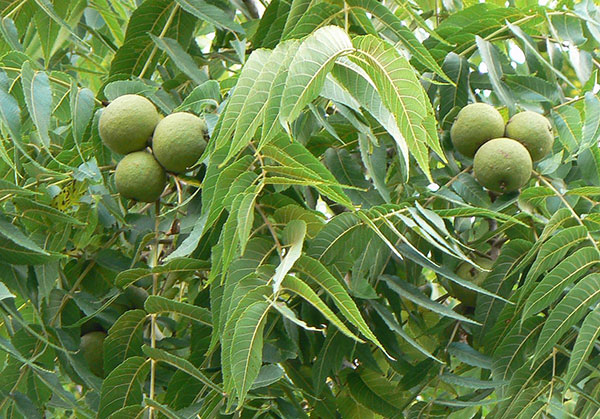 عکس درخت و میوه گردو سیاه آمریکایی