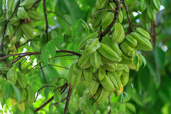 عکس میوه های سبز درخت کارامبولا یا استار فروت