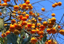 نحوه کاشت هسته درخت خرمالو در گلدان و باغچه