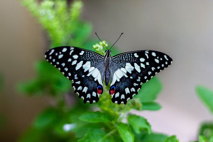 متن های کوتاه و ادبی زیباه درباره پروانه