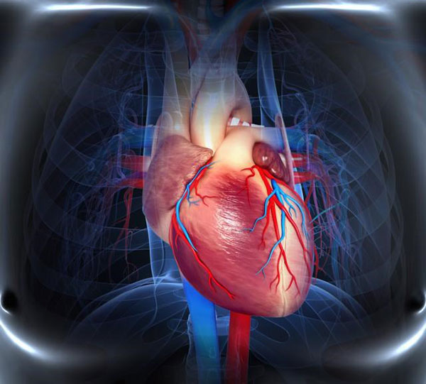 دانستنی های علمی و پزشکی درباره شگفتی های قلب انسان