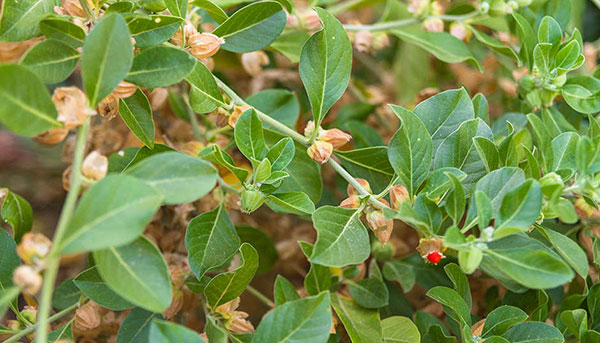 عکس گیاه جینسینگ هندی یا گیلاس زمستانی