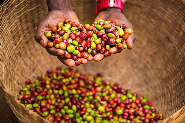 روش تولید قهوه اتیوپی