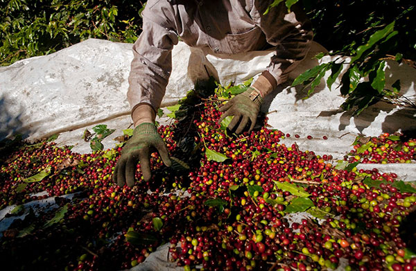 روش تولید قهوه برزیل