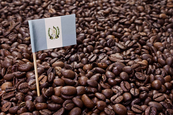 همه چیز درباره قهوه گواتمالا
