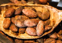 عکس دانه های میوه درخت کاکائو