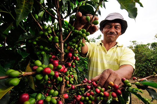 روش تولید و پردازش قهوه کلمبیا