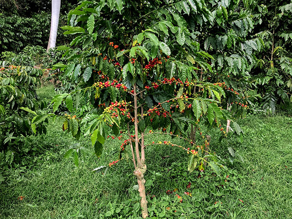 عکس درخت قهوه