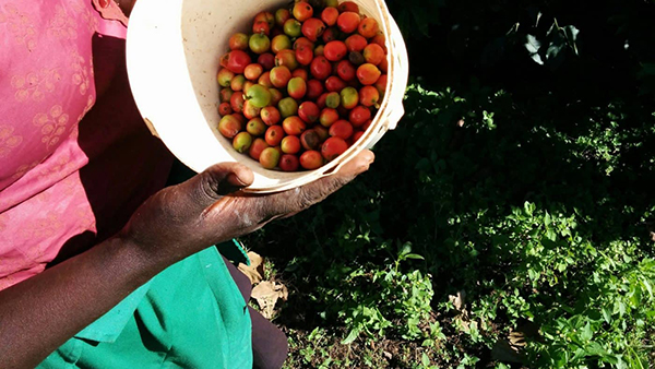 روش تولید قهوه کنیا