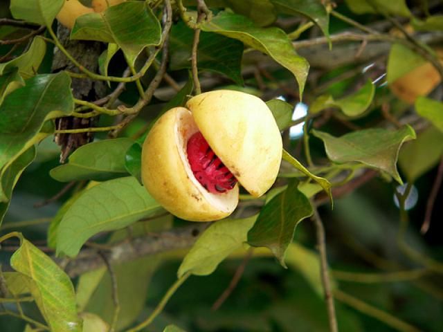 عکس میوه درخت جوز هندی