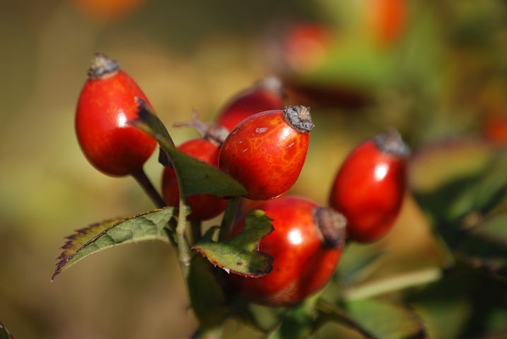 عکس میوه گل رز سرخ