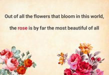 متن انگلیسی درباره گل رز