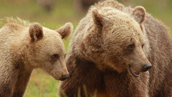 اطلاعات خواندنی در مورد خرس ها