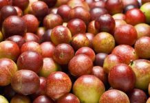 عکس میوه درخت کامو کامو