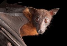 در مورد خفاش ها چه می دانید؟