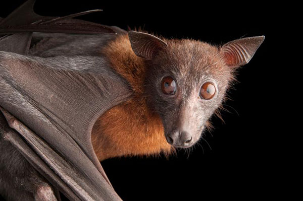 در مورد خفاش ها چه می دانید؟