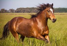 تحقیق در مورد زندگی اسب ها