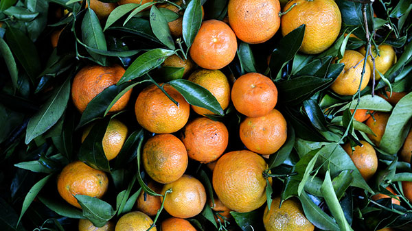 فرق نارنگی و یافا چیست؟