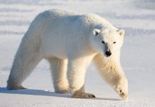 چرا موهای خرس قطبی توخالی هستند؟