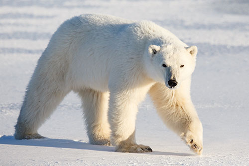  چرا موهای خرس قطبی توخالی هستند؟