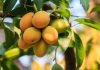 برگ انبه برای چه بیماری خوبه