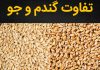 تفاوت گندم و جو از نظر ظاهری