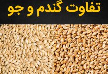 تفاوت گندم و جو از نظر ظاهری