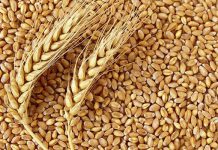 جدول ارزش غذایی گندم سبوس دار