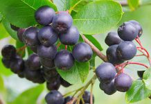عکس و خواص میوه آکای بری