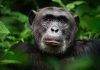 تحقیق در مورد شامپانزه ها