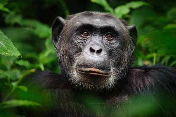 تحقیق در مورد شامپانزه ها