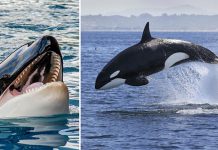 عکس و تحقیق در مورد نهنگ قاتل