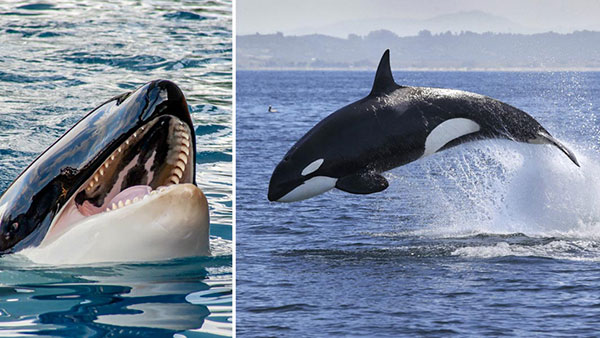 عکس و تحقیق در مورد نهنگ قاتل